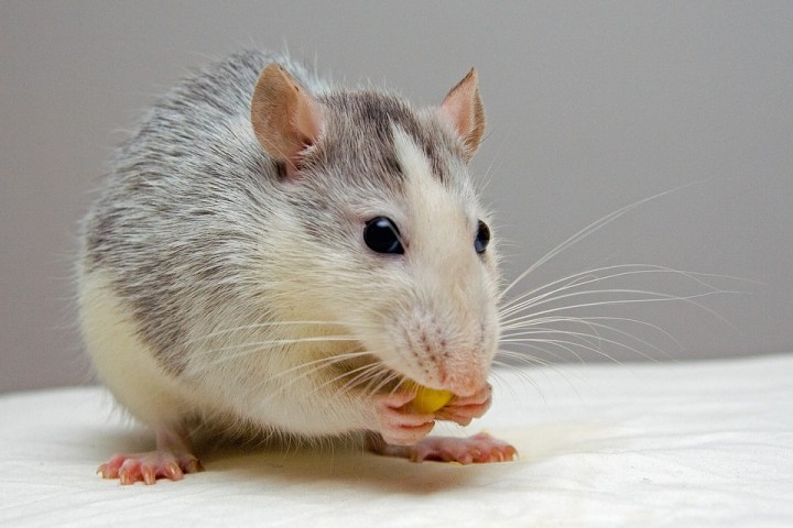 rat-440987_960_720